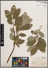 Foto von Salix coaetanea (Hartm.) Flod.